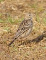 /album/some-overseas-trips/red-throated-pipit-israel-march-2006-jpg/